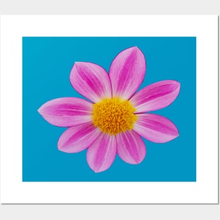 Pink Single Dahlia Flower Posters and Art